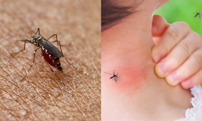 VARELA: ALERTA POR BROTE DE DENGUE