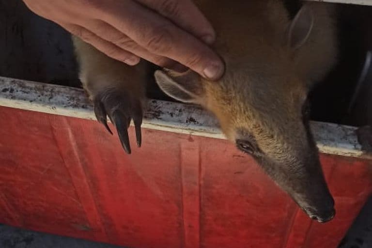 INSÓLITO: VENDÍA UN OSO HORMIGUERO EN VARELA