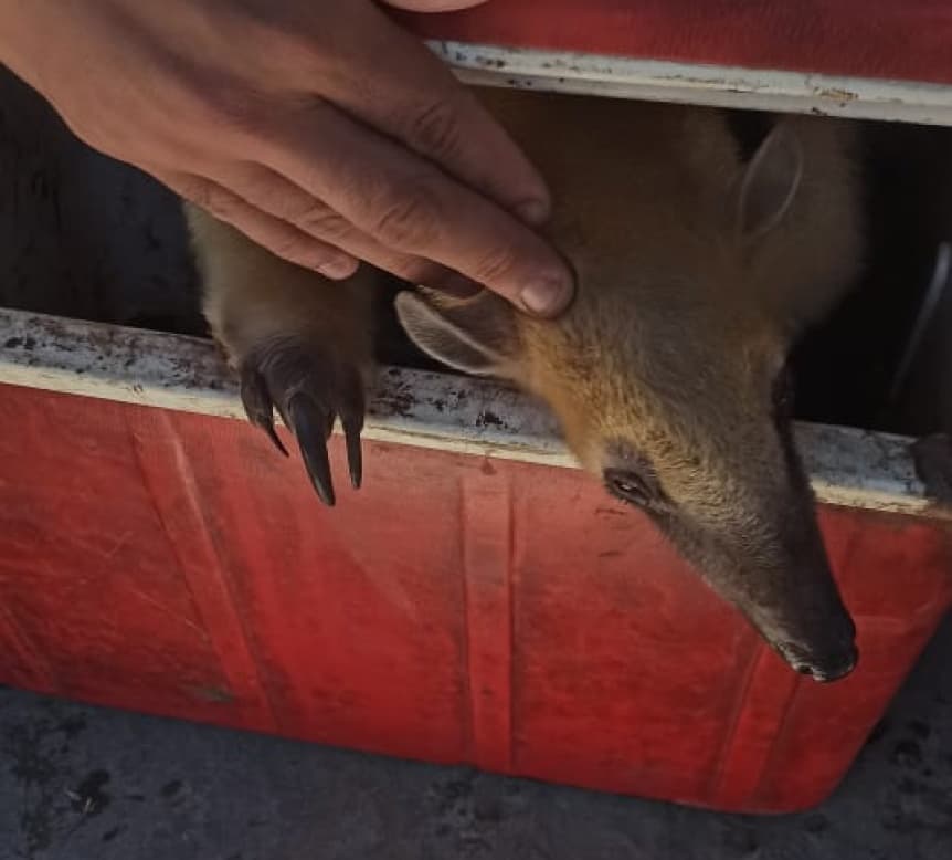 INSÓLITO: VENDÍA UN OSO HORMIGUERO EN VARELA